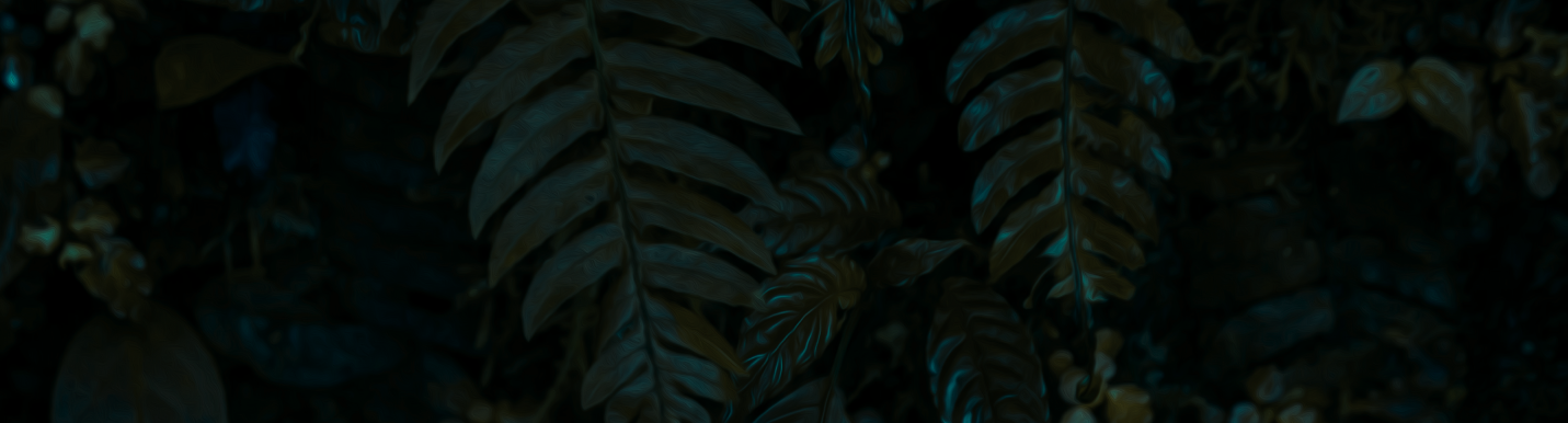 Dark green ferns photographed in low light.
